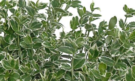 Euonymus fortunei "Emerald-Gaiety" Spindelstrauch "Emerald-Gaiety" (Beitragsbild)