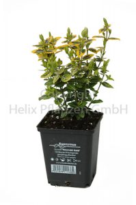 Euonymus fortunei Emerald Gold Spindelstrauch "Emerald Gold"