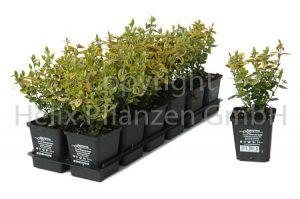 Euonymus fortunei Emerald Gold Spindelstrauch "Emerald Gold"