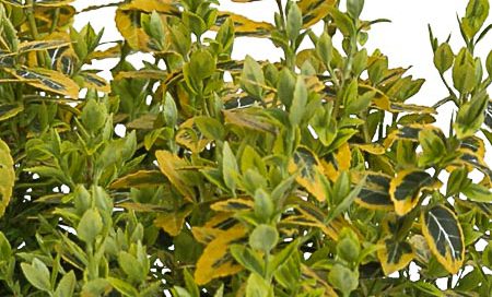 Euonymus fortunei "Emerald-Gold" Spindelstrauch "Emerald-Gold" (Beitragsbild)