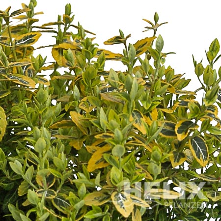 Euonymus fortunei "Emerald-Gold" Spindelstrauch "Emerald-Gold" (Beitragsbild)