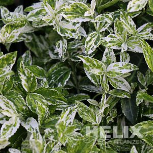Euonymus fortunei "Harlequin" Spindelstrauch "Harlequin" (Beitragsbild)