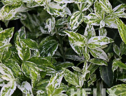 Euonymus fortunei „Harlequin“