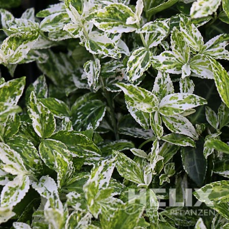 Euonymus fortunei "Harlequin" Spindelstrauch "Harlequin" (Beitragsbild)