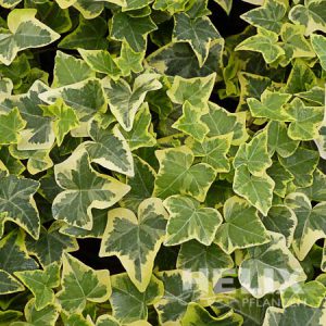 Hedera helix gelb Efeu gelb (Beitragsbild)