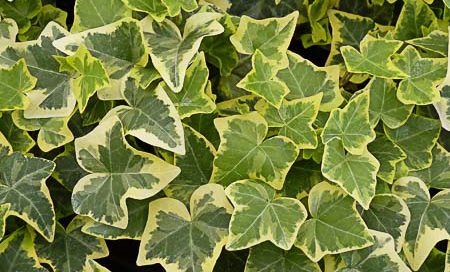 Hedera helix gelb Efeu gelb (Beitragsbild)