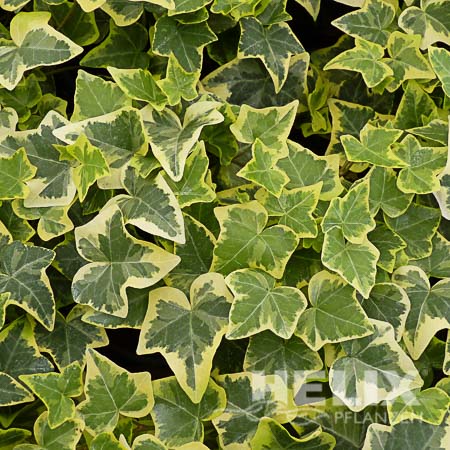 Hedera helix gelb Efeu gelb (Beitragsbild)
