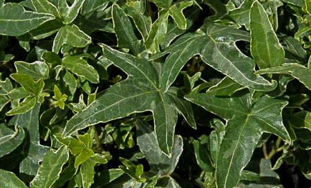 Hedera helix grün Efeu grün (Beitragsbild)