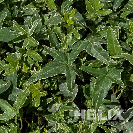 Hedera helix grün Efeu grün (Beitragsbild)