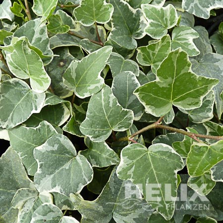Hedera helix weiß Efeu weiß (Beitragsbild)