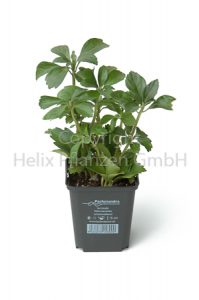 Pachysandra terminalis Dickmännchen