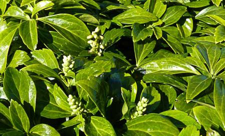 Pachysandra terminalis Dickmännchen, Schattengrün (Beitragsbild)