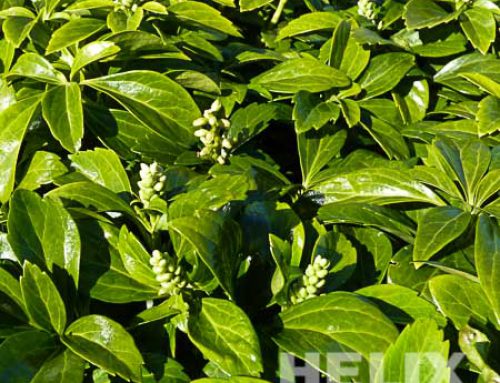 Pachysandra terminalis