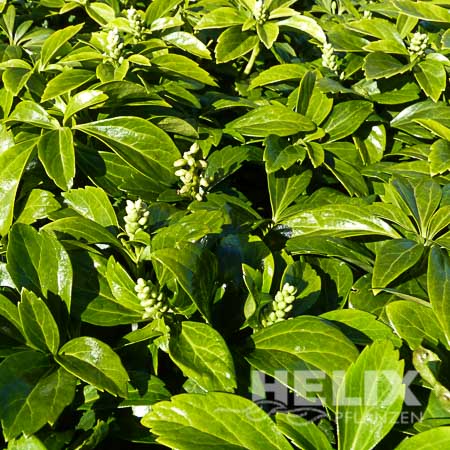 Pachysandra terminalis Dickmännchen, Schattengrün (Beitragsbild)