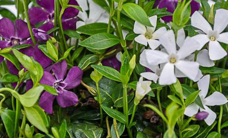 Vinca minor "Austria" Kleinblättriges Immergrün (Beitragsbild)