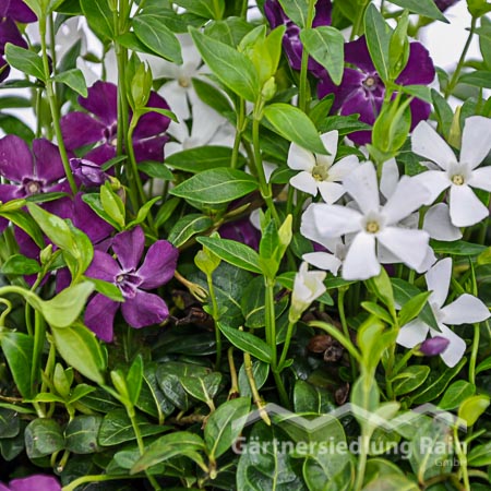 Vinca minor "Austria" Kleinblättriges Immergrün (Beitragsbild)