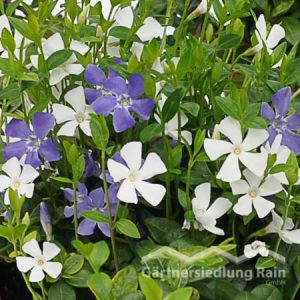 Vinca minor "Bavaria" Kleinblättriges Immergrün (Beitragsbild)