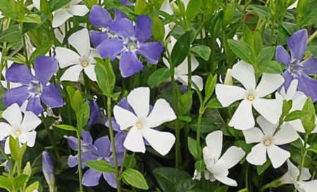 Vinca minor "Bavaria" Kleinblättriges Immergrün (Beitragsbild)