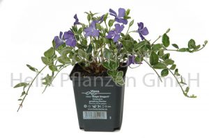 Vinca minor blau Efeu blau