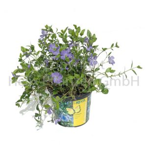 Vinca minor blau Efeu blau
