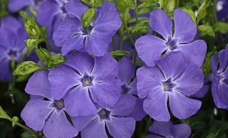 Vinca minor blau Kleinblättriges Immergrün (Beitragsbild)