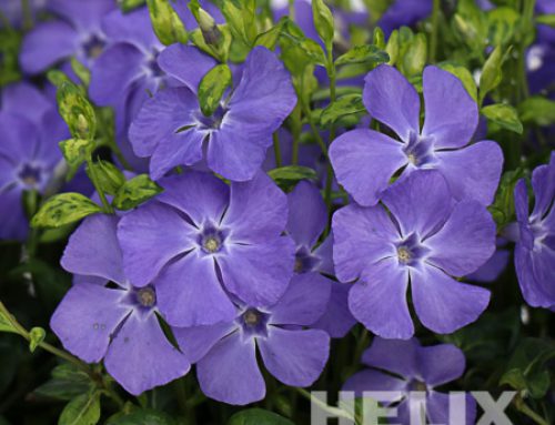 Vinca minor blau