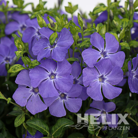 Vinca minor blau Kleinblättriges Immergrün (Beitragsbild)