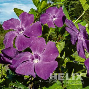 Vinca minor violett Kleinblättriges Immergrün violett (Beitragsbild)