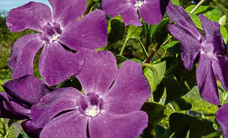 Vinca minor violett Kleinblättriges Immergrün violett (Beitragsbild)
