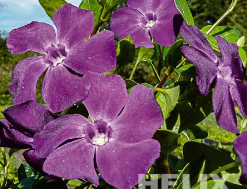 Vinca minor violett