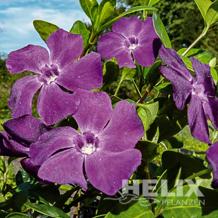 Vinca minor violett Kleinblättriges Immergrün violett (Beitragsbild)