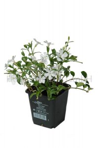 Vinca minor weiß Efeu weiß