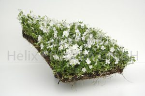 Vinca minor weiß Efeu weiß