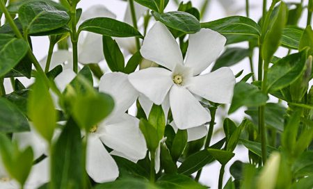 Vinca minor weiß Kleinblättriges Immergrün (Beitragsbild