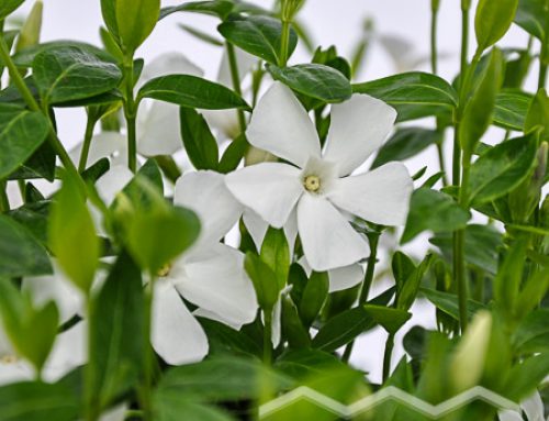 Vinca minor weiß