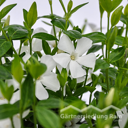 Vinca minor weiß Kleinblättriges Immergrün (Beitragsbild
