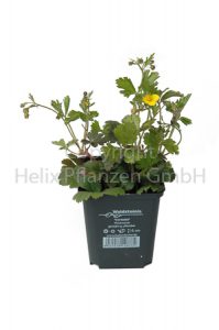 Waldsteinia ternata Teppich-Golderdbeere