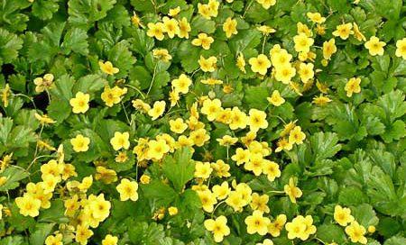 Waldsteinia ternata Teppich-Golderdbeere (Beitragsbild)
