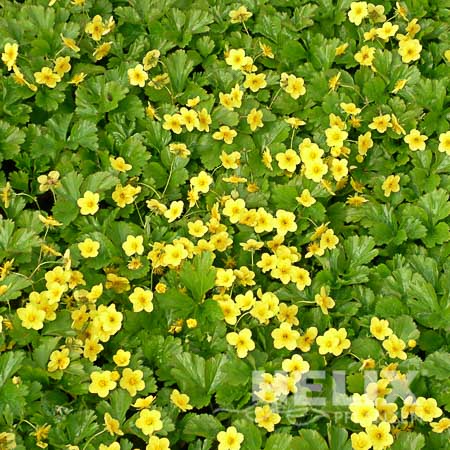 Waldsteinia ternata Teppich-Golderdbeere (Beitragsbild)