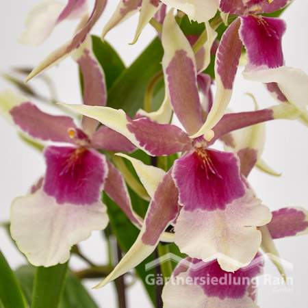 Beallara Hybriden Orchidee (Beitragsbild)