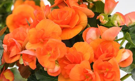 Begonia elatior Elatiorbegonie (Beitragsbild)