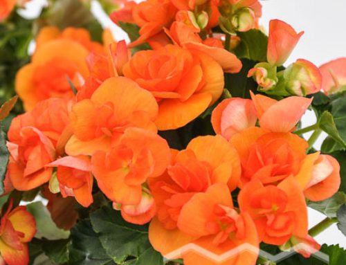 Begonia elatior