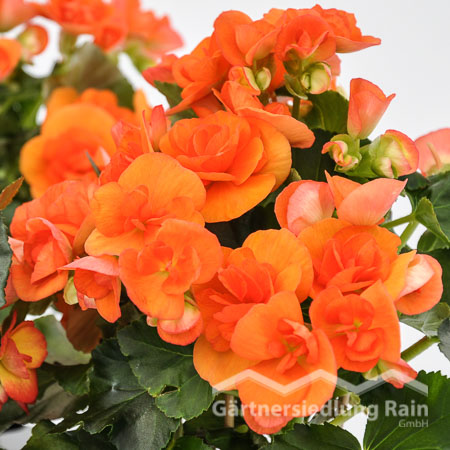 Begonia elatior Elatiorbegonie (Beitragsbild)