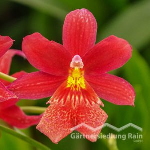 Burragiara-Hybriden Orchidee (Beitragsbild)
