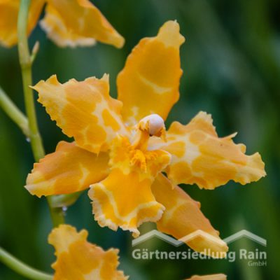 Cambria-Hybriden Orchidee (Beitragsbild)