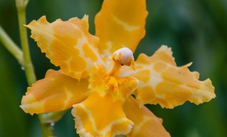 Cambria-Hybriden Orchidee (Beitragsbild)