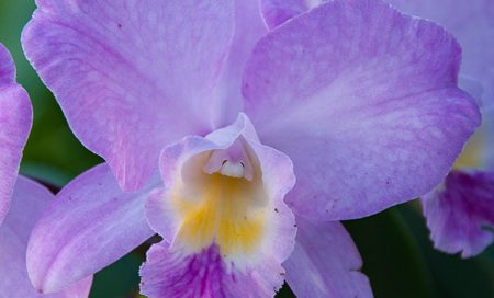 Cattleya Cultivars Orchidee (Beitragsbild)