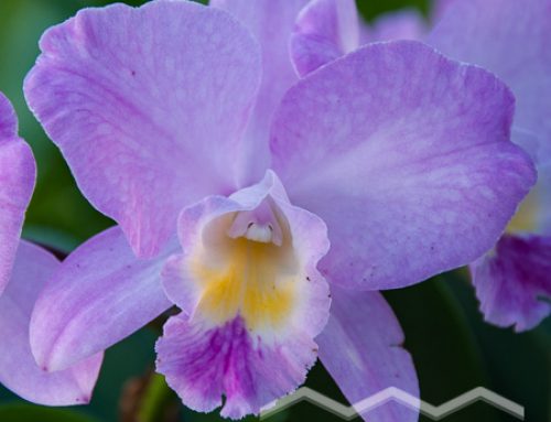 Cattleya Cultivars