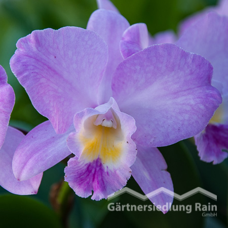 Cattleya Cultivars Orchidee (Beitragsbild)