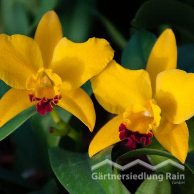 Cattley Cultivars Orchidee (Beitragsbild)